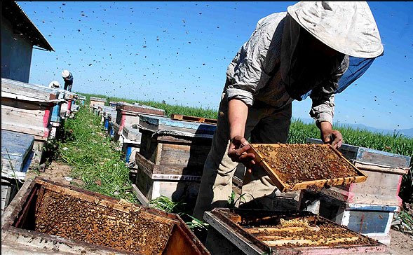 تولید عسل به ارزش 275 میلیارد تومان در گیلان