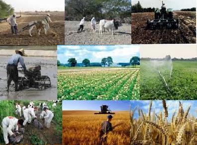 دولت یازدهم چگونه کشاورزی ایران را زنده کرد؟/از رشد تولیدات تا تأمین امنیت غذایی مردم