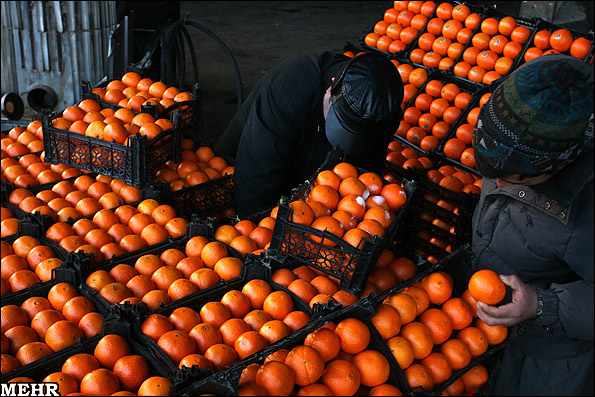 خرید روزانه ۱۰۰ تن مرکبات/ تراکم فروش و تحویل پرتقال به کارخانجات افشره در سطح شهرستان رودسر