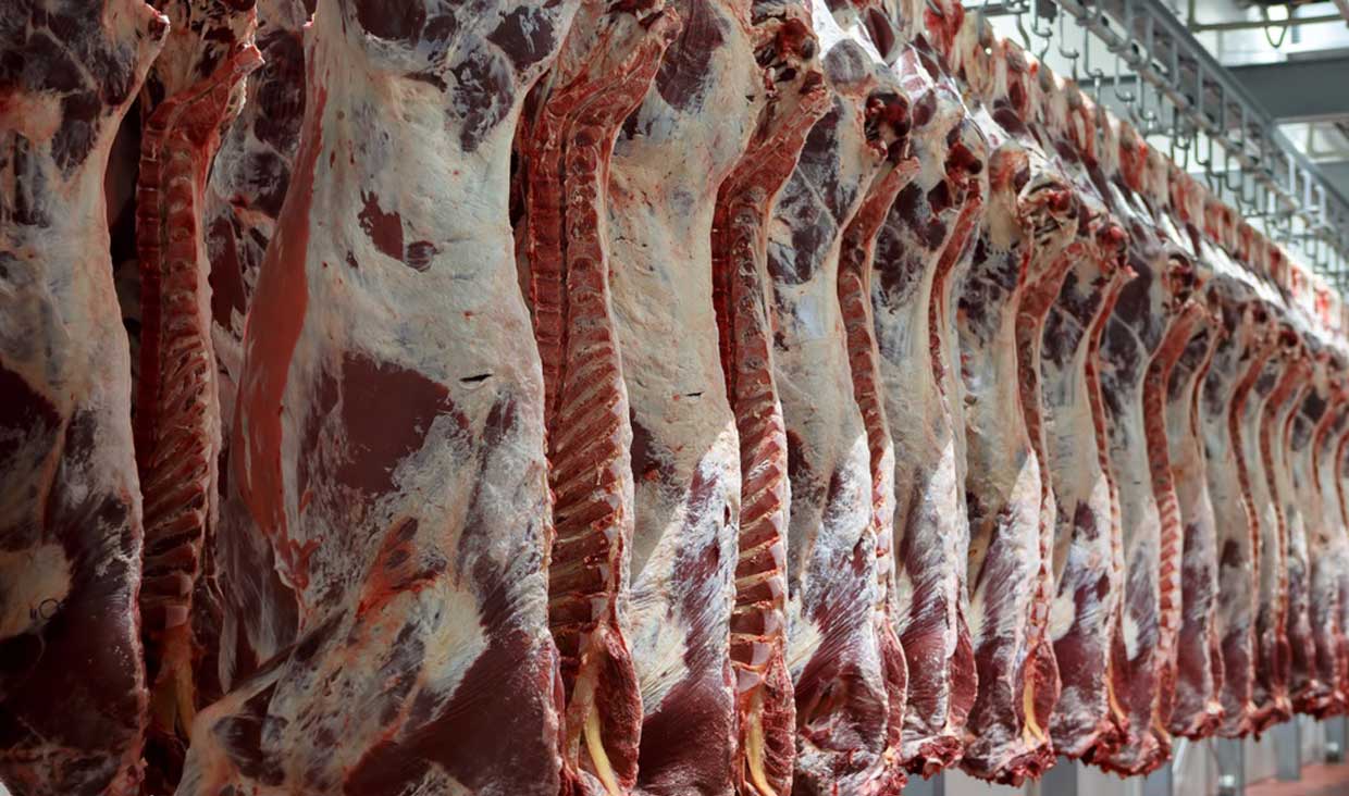هشدار در خصوص شیوع تب کریمه کنگو در گیلان/شهروندان گوشت را ۲۴ ساعت در یخچال نگهداری کنند