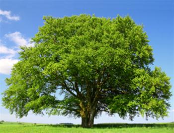 گیلان قطب اول درخت کاری در کشور است
