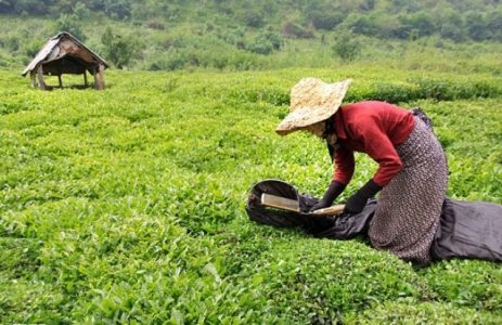 پیش بینی برداشت بیش از ۱۱ هزار تُن برگ سبز چای در شفت