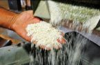 واردات برنج متناسب با کسری تولید صورت می‌گیرد