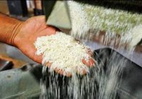 خرید تظمینی برنج هاشمی بین 75 تا 80 هزار تومان توسط دولت