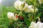 رویش گل نادر سوسن چلچراغ در محوطه باستانی ماسوله/کشف سوسن چلچراغ به ثبت جهانی ماسوله کمک می کند