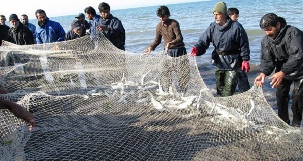 آغاز صید ماهیان استخوانی از دریای خزر/ ۴ هزار صیاد فعال هستند