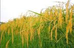 آغاز برداشت مکانیزه برنج در گیلان
