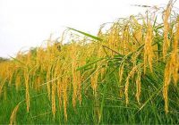 آغاز برداشت مکانیزه برنج در گیلان