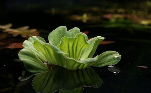 هجوم گیاه مهاجم کاهوی آبی به استخرهای طبیعی گیلان/ورود مهمان ناخوانده جدید پس از آزولا و سنبل آبی