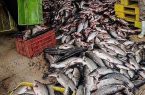 کشف 11 تن ماهی غیر بهداشتی در آستارا