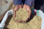 توزیع ۱۲۰ تن بذر گواهی شده هاشمی در شرق گیلان