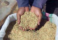 توزیع ۱۲۰ تن بذر گواهی شده هاشمی در شرق گیلان