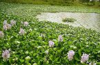 جمع آوری گیاه مهاجم سنبل آبی در سواحل دریای خزر در رودسر