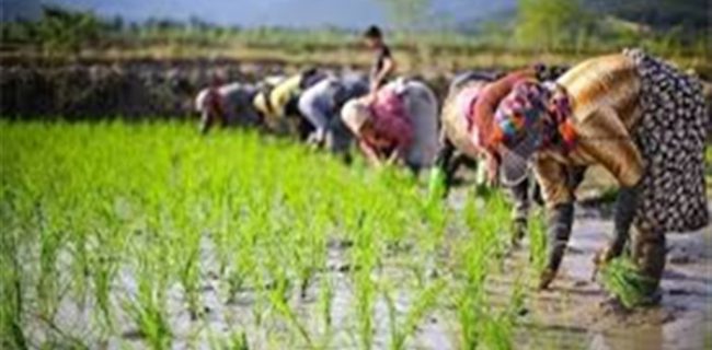 هشدار «نارنجی» هواشناسی کشاورزی در گیلان/ نسبت به جمع‌آوری و انتقال محصول اقدام شود