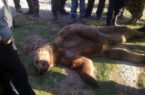 تکذیب حمله خرس به توریست‌های آذربایجانی در آستارا / این تصاویر مربوط به ایران نیست