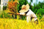 پایان برداشت خوشه‌های برنج در گیلان