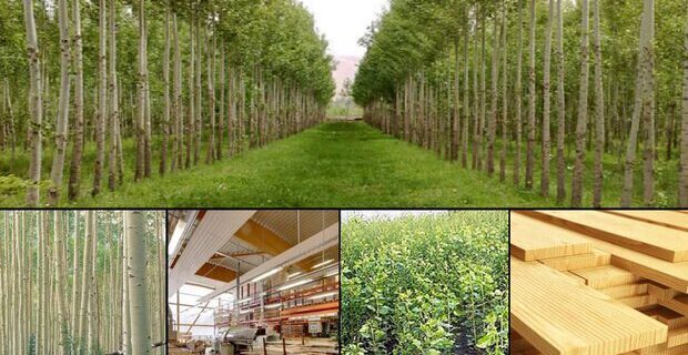 کسب رتبه نخست گیلان در تولید و زراعت چوب کشور