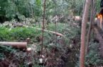 قطع ۴۰ اصله درخت «پائولونیا» در املش توسط محیط زیست