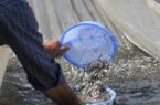 رهاسازی بیش از یک میلیون قطعه بچه ماهی در رودخانه شفارود
