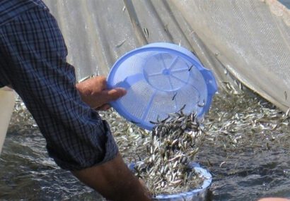 رهاسازی بیش از یک میلیون قطعه بچه ماهی در رودخانه شفارود