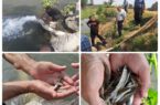 افزایش ۵۰ درصدی تولید و رها سازی بچه ماهی سوف در رودخانه‌های گیلان