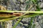لزوم مبارزه با کرم ساقه خوار برنج در گیلان برای جلوگیری از کاهش تولید