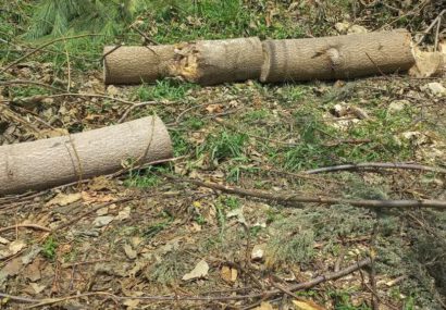 درختان پائولونیا در منطقه حفاظت شده سیاهمزگی شفت ریشه کن شدند