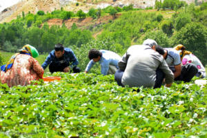 آغاز برداشت توت فرنگی در 2 هکتار از مزارع فومن/پیش بینی افزایش 50 درصدی میزان برداشت محصول