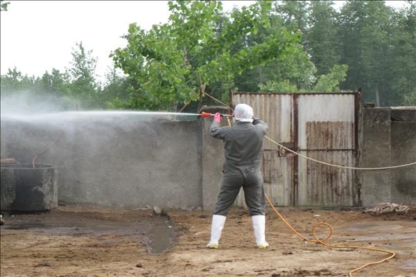 سم پاشی پنج هزار مترمربع جایگاه دام در صومعه سرا برای مقابله با تب کریمه کنگو