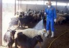 سمپاشی بیش از 5 هزار دام سنگین و سبک در شهرستان فومن سمپاشی بیش از 5 هزار دام سنگین و سبک در شهرستان فومن