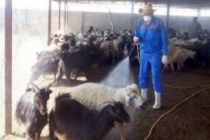 سمپاشی بیش از 5 هزار دام سنگین و سبک در شهرستان فومن
