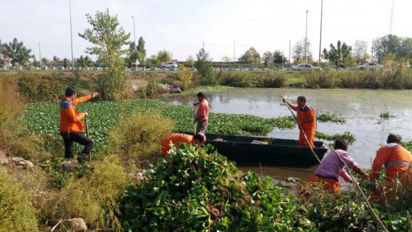 جمع آوری سریع سنبل آبی در سطح منابع آبی آستارا