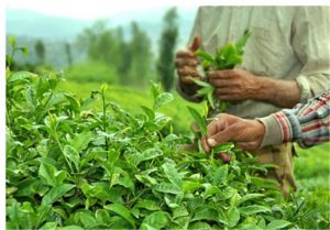صادرات بیش از ۱۲هزار تن چای خشک ایرانی درسالجاری