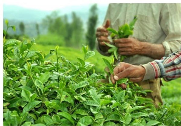 صادرات بیش از ۱۲هزار تن چای خشک ایرانی درسالجاری