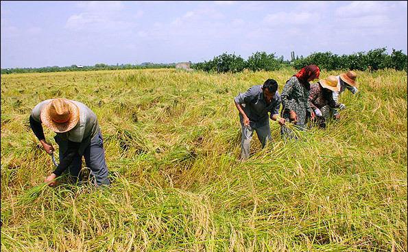 طرح بسته بندی برنج با برند  گیلان در مراحل نهایی است