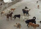 سگ های زخمی با تزریق داروی مجاز و به صورت تدریجی کشته شدند/سگ های ولگرد دو نفر را راهی بیمارستان کرده بودند سگ های زخمی با تزریق داروی مجاز و به صورت تدریجی کشته شدند/سگ های ولگرد دو نفر را راهی بیمارستان کرده بودند