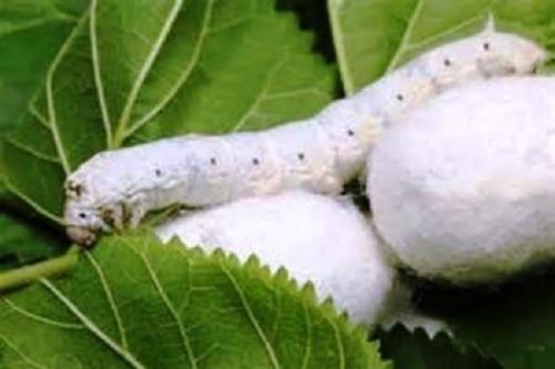 قیمت خرید تضمینی پیله تر ابریشم اعلام شد