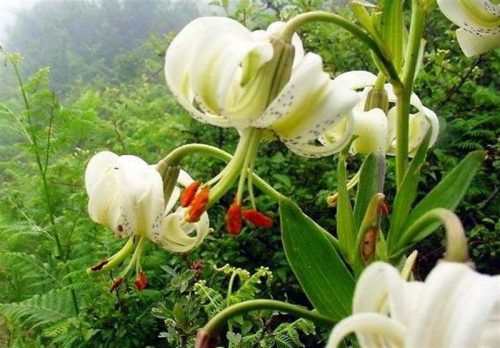 رویش گل نادر سوسن چلچراغ در محوطه باستانی ماسوله/کشف سوسن چلچراغ به ثبت جهانی ماسوله کمک می کند