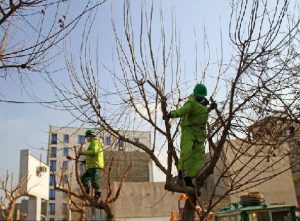تدوین لایحه ضوابط سر برداری و انتقال درختان شهر رشت