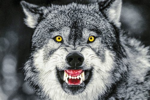 احتمال نزدیک شدن گونه‌های حیات وحش به مناطق مسکونی به دلیل بارش برف