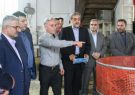 چای ایرانی شناسه دار می شود چای ایرانی شناسه دار می شود