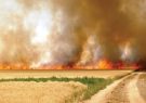 برخورد با ۵ متخلف آتش زدن کاه و کلش در فومن برخورد با ۵ متخلف آتش زدن کاه و کلش در فومن