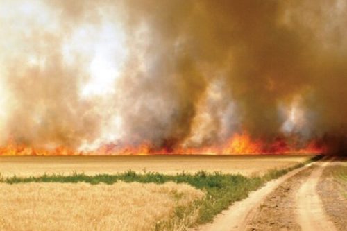 برخورد با ۵ متخلف آتش زدن کاه و کلش در فومن