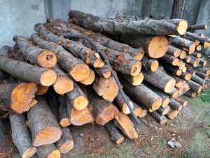 کشف پنج تن چوب جنگلی قاچاق در آستانه‌ اشرفیه