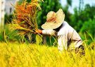 اقتصادی نبودن و عدم صرفه دلیل فروش زمین های کشاورزی است/تنها در ۲۴ هزار هکتار از مزارع گیلان برنج پر محصول کاشته شده است اقتصادی نبودن و عدم صرفه دلیل فروش زمین های کشاورزی است/تنها در ۲۴ هزار هکتار از مزارع گیلان برنج پر محصول کاشته شده است