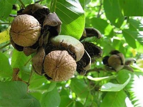 برداشت نوبرانه گردو در گیلان