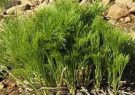 حذف ترکیبات نفتی از خاک با گیاه بومی حذف ترکیبات نفتی از خاک با گیاه بومی
