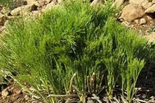 حذف ترکیبات نفتی از خاک با گیاه بومی
