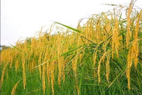 برداشت ۸۵ درصد از راتون پرورش داده شده در گیلان