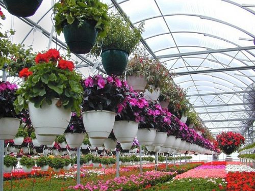توسعه کشت های گلخانه ای در استان گیلان